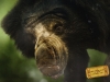 Nehru Zoological Park - Bear