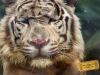 Nehru Zoological Park - Tiger